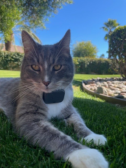 cat on grass