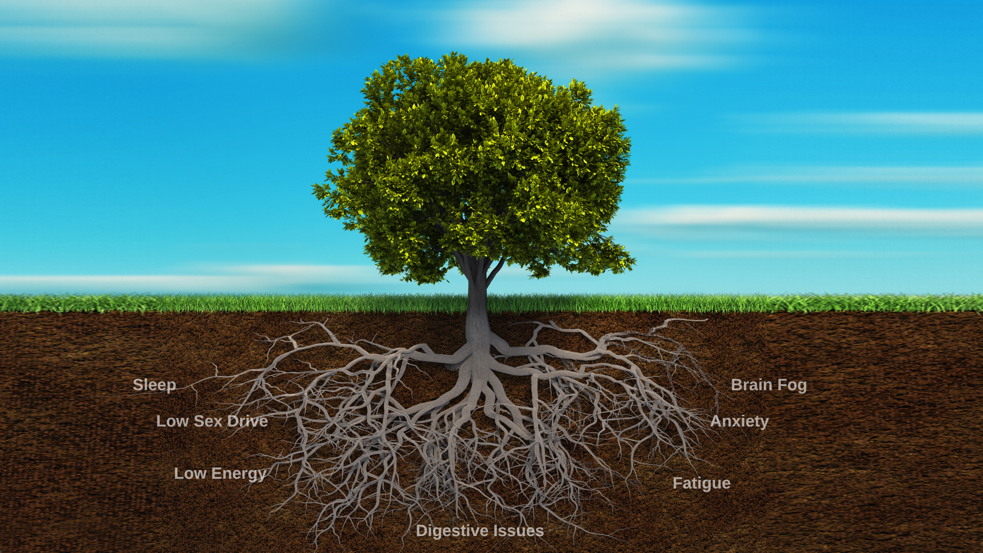 tree with roots